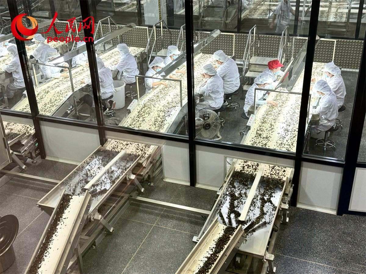 工人在對(duì)茶葉進(jìn)行目視揀剔。人民網(wǎng)記者 劉微攝