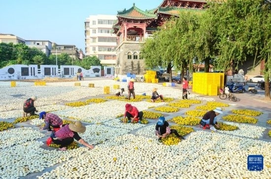 11月25日，在廣東省江門市新會區(qū)一處空地，人們對新會柑皮進行翻皮晾曬。