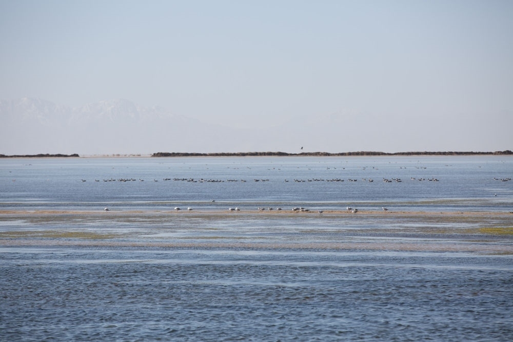 鳥兒在青海察爾汗鹽湖邊的淡水湖上棲息（2017年9月10日攝）。新華社記者 金立旺 攝