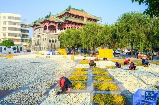 11月25日，在廣東省江門市新會區(qū)一處空地，人們對新會柑皮進行翻皮晾曬。