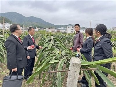  圖④：岑溪法院糯垌法庭法官深入轄區(qū)火龍果基地調(diào)研。