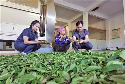  圖③：蒼梧法院六堡法庭法官深入茶企了解企業(yè)生產(chǎn)經(jīng)營(yíng)情況。