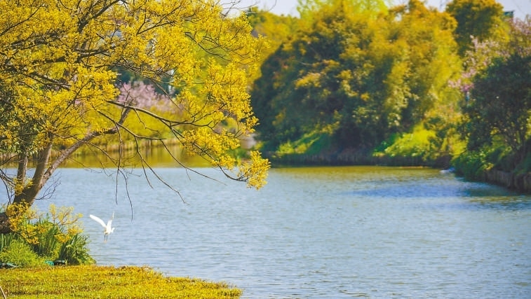  碧波蕩漾 浙江嘉興市海鹽縣望海街道永福社區(qū)荷花池，一汪碧水波光粼粼，風(fēng)光旖旎。當(dāng)?shù)厥冀K堅(jiān)持綠色發(fā)展，促進(jìn)人與自然和諧共生。 肖弗勒模具（嘉興）有限公司德國籍經(jīng)理 湯姆·魯特納攝 “當(dāng)?shù)卮迕窀嬖V我，如今環(huán)境變好了，茶余飯后，大家都會(huì)到河邊散散步，欣賞美景，和鄰居聊聊天。我想，好生態(tài)是大自然的饋贈(zèng)，更是長三角地區(qū)大力治理生態(tài)環(huán)境的結(jié)果。希望美麗中國的綠色發(fā)展之路越走越好?！? /></p> <p style=