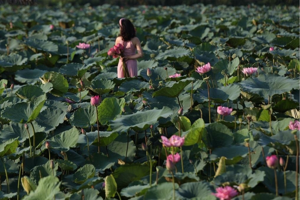 這是2020年7月15日，一名女子在越南首都河內西湖畔的荷花叢中留影。