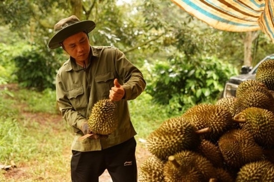 9月15日，在越南多樂省一家榴蓮果園，一名果農(nóng)初步清潔剛采摘的榴蓮。依托中國-東盟博覽會等平臺，越來越多東盟國家的榴蓮得以更加便捷地進入中國市場，并以更加優(yōu)惠的價格走上消費者的餐桌。（新華社記者胡佳麗攝）