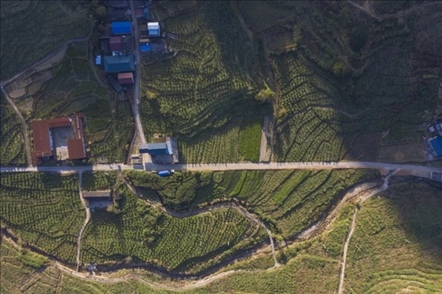 漠源鄉(xiāng)西柚基地。將樂(lè)縣農(nóng)業(yè)農(nóng)村局供圖