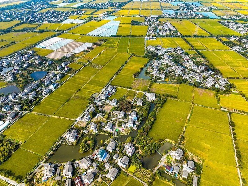 2023年10月22日，浙江海寧市黃灣鎮(zhèn)，金秋時(shí)節(jié)，金黃色的稻田與美麗鄉(xiāng)村構(gòu)成一幅寧?kù)o祥和的畫(huà)卷。