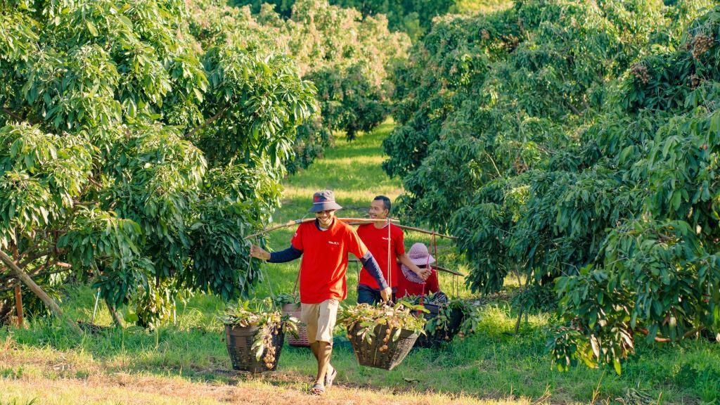 2023年10月，泰國(guó)尖竹汶府的龍眼種植園內(nèi)，采果工人正在運(yùn)輸新采摘的龍眼。（黎銀成攝 新華社發(fā)）