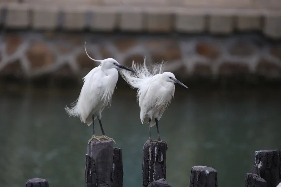 筼筜湖白鷺。人民網(wǎng)記者 陳博 攝