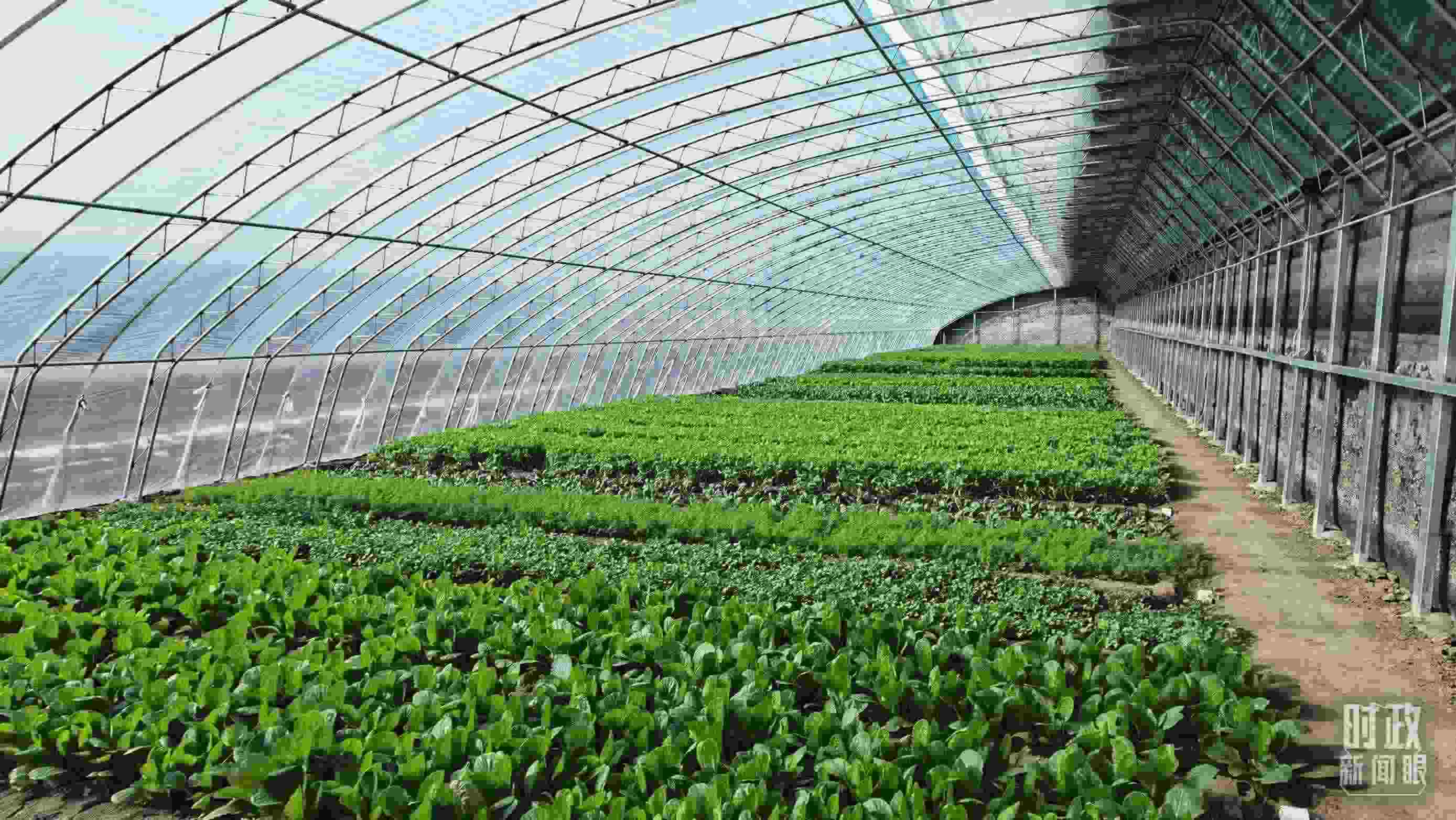 △第六埠村蔬菜大棚。（總臺央視記者郭鴻拍攝）