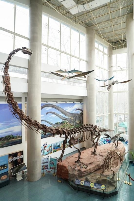 南京古生物博物館展出的馬門溪龍模型。新華社記者李博 攝