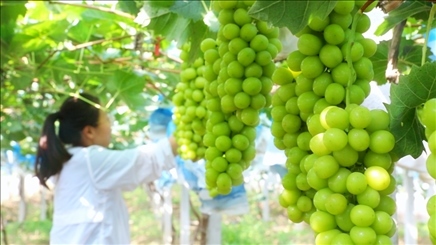 小屯村葡萄園里的陽光玫瑰葡萄。肖俊楠攝