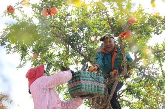 紅彤彤的石榴掛滿枝頭，農(nóng)戶們穿梭在林中采摘，享受著豐收的喜悅。