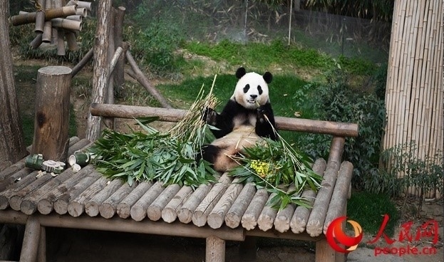 “福寶”享用新鮮的竹子。人民網(wǎng) 李帆攝