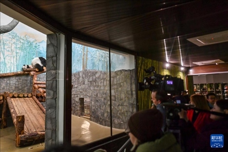 3月8日，人們?cè)诙砹_斯莫斯科動(dòng)物園觀看大熊貓“喀秋莎”（左）和媽媽“丁丁”。新華社記者 曹陽 攝
