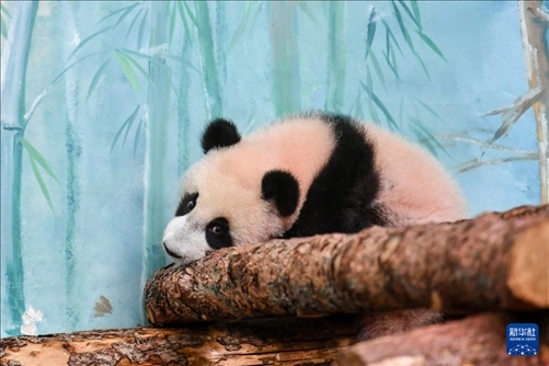 這是3月8日在俄羅斯莫斯科動(dòng)物園拍攝的大熊貓“喀秋莎”。新華社記者 曹陽 攝