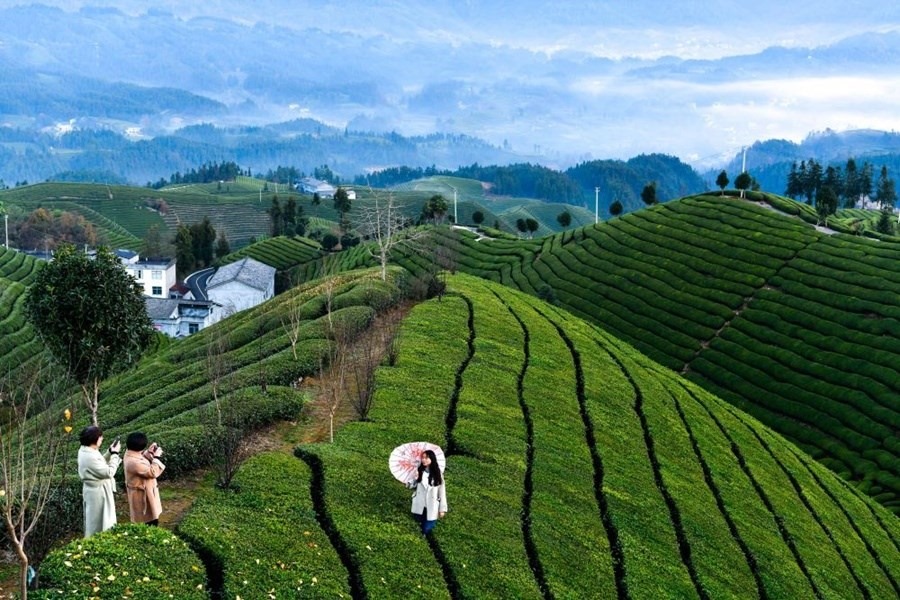 2023年12月6日，游客在湖北省鶴峰縣走馬鎮(zhèn)木耳山茶園觀光。近年來(lái)，鶴峰縣在發(fā)展壯大茶產(chǎn)業(yè)的同時(shí)，積極探索茶旅融合發(fā)展之路，打造多片集采摘、觀光于一體的萬(wàn)畝茶園，讓茶農(nóng)實(shí)現(xiàn)“茶旅雙豐收”，助力鄉(xiāng)村振興。