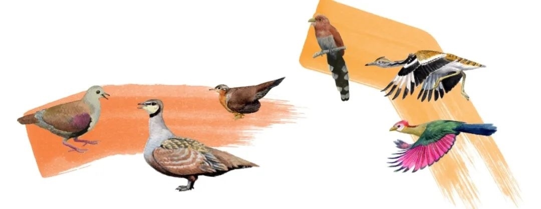 鴿鴇類。浙江大學(xué)供圖