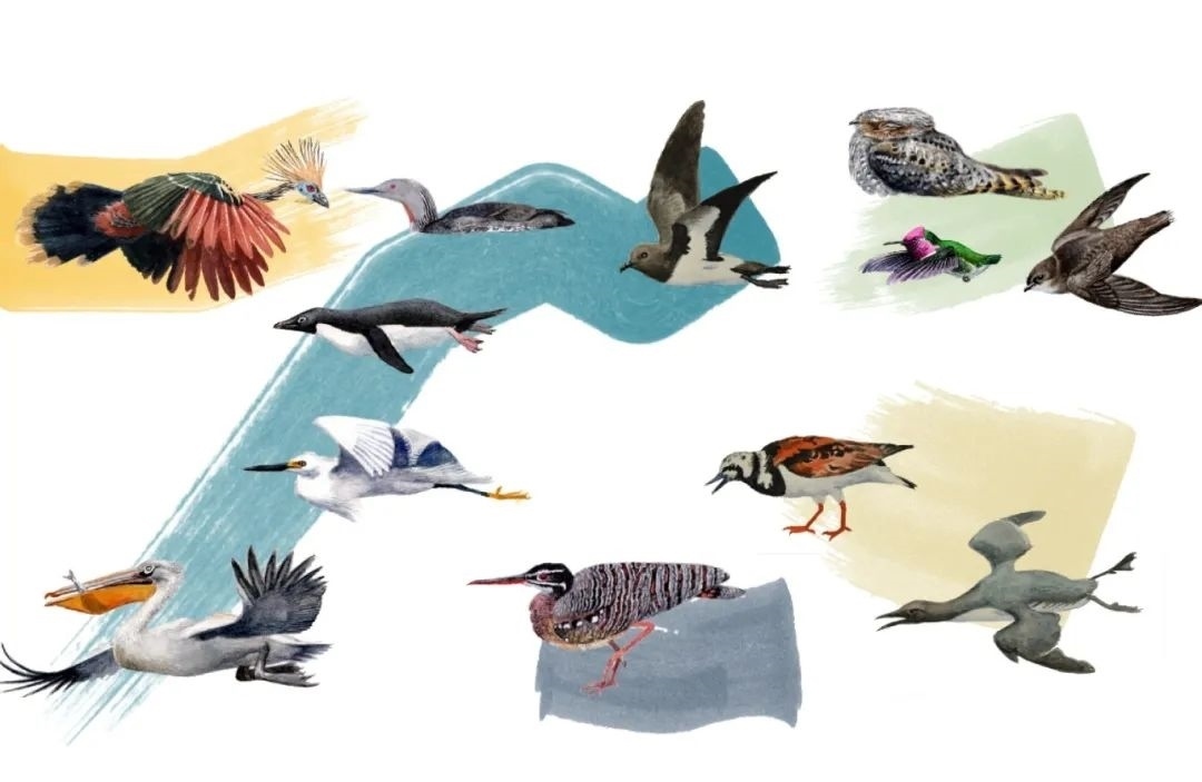 元素鳥類。浙江大學(xué)供圖
