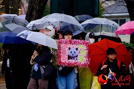 因“福寶”獲得力量和慰藉的年輕粉絲。 人民網(wǎng) 李帆攝