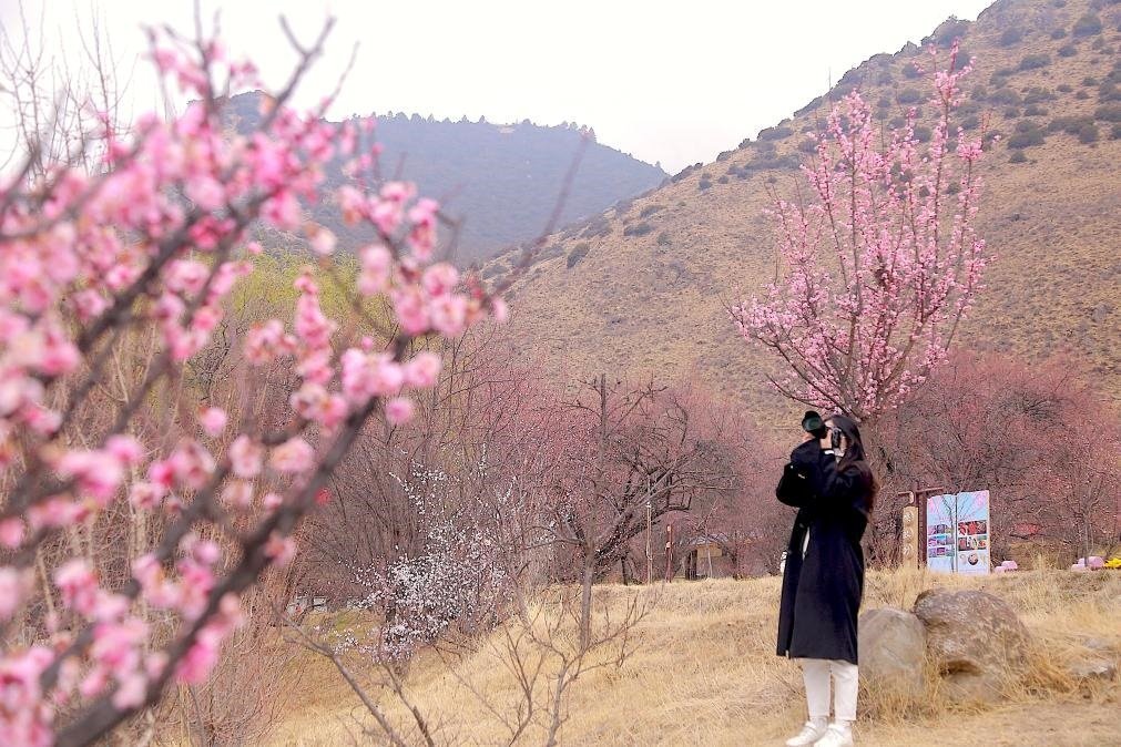 游客在嘎拉村賞花游玩，拍攝盛開(kāi)的桃花。新華社記者 邱星翔 攝