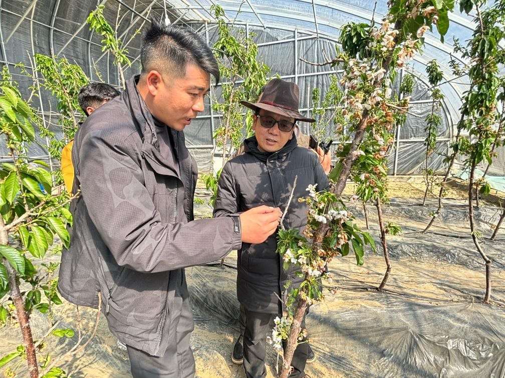 山東援藏小組及技術(shù)人員在大棚查看果蔬長(zhǎng)勢(shì)。（受訪(fǎng)者供圖）
