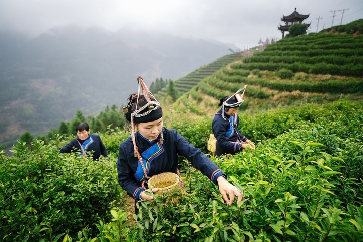 惠明茶采摘。供圖 共享聯(lián)盟·景寧