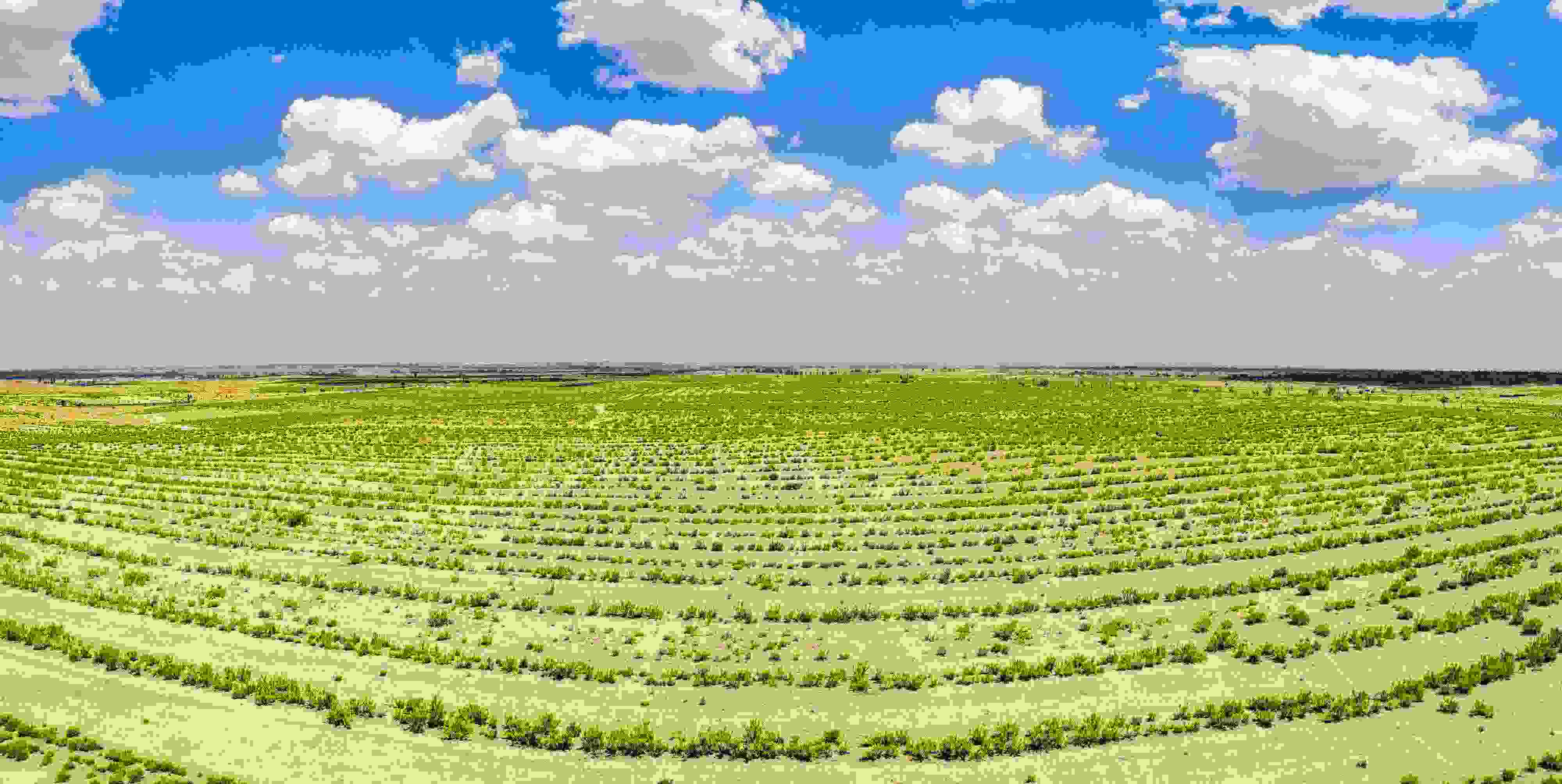 2023年6月7日，內(nèi)蒙古鄂爾多斯，毛烏素沙漠。