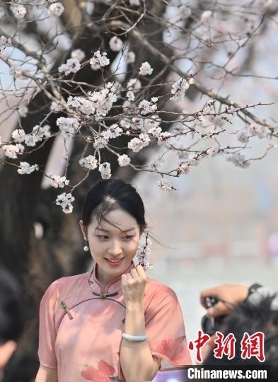 4月21日，一名年輕女孩在杏花樹下拍照。張瑤 攝