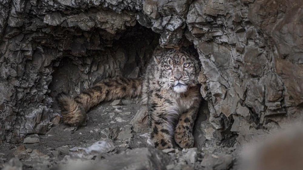 “高原精靈”雪豹。尼瑪多吉攝