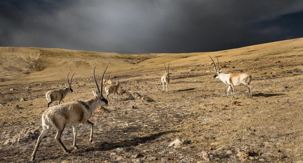 “高原精靈”藏羚羊。尼瑪多吉攝