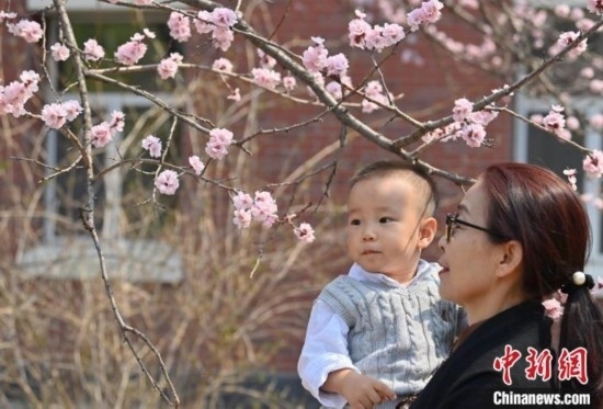 4月21日，游客在吉林大學(xué)南嶺校區(qū)賞花。張瑤 攝