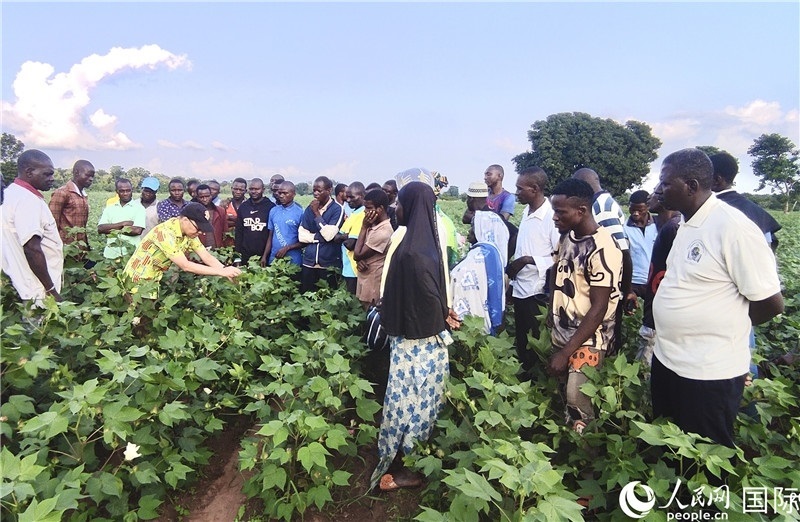 當(dāng)?shù)孛揶r(nóng)紛紛向中國(guó)專家學(xué)習(xí)技術(shù)。人民網(wǎng)記者 黃培昭攝