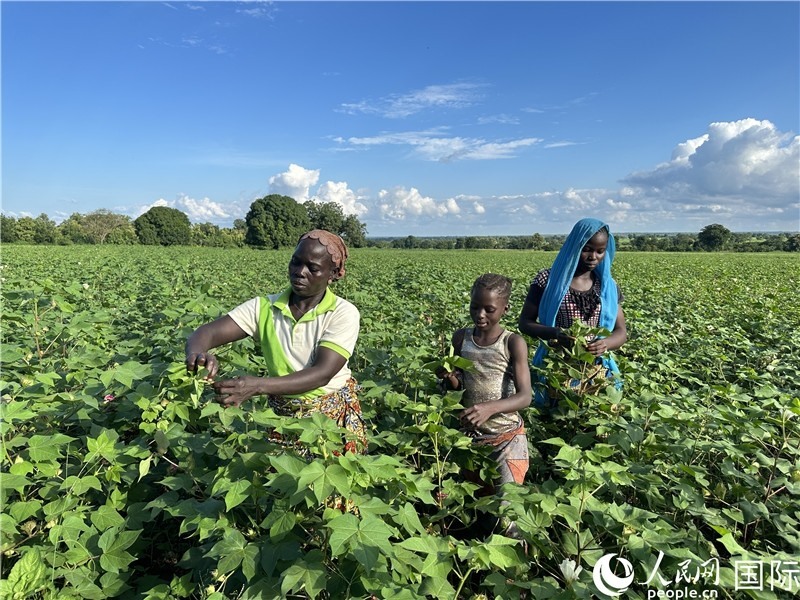 當(dāng)?shù)孛揶r(nóng)在麥田里勞作。人民網(wǎng)記者 黃培昭攝