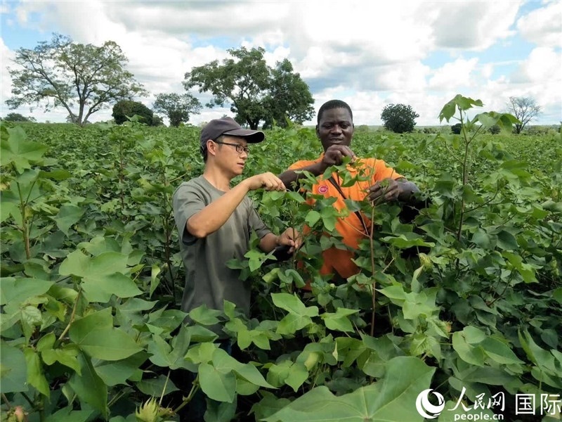 首小勇指導(dǎo)當(dāng)?shù)剞r(nóng)民種植棉花。人民網(wǎng)記者 黃培昭攝