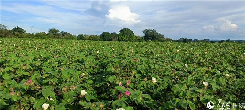 中國(guó)技術(shù)培養(yǎng)的當(dāng)?shù)孛藁ㄌ?。人民網(wǎng)記者 黃培昭攝