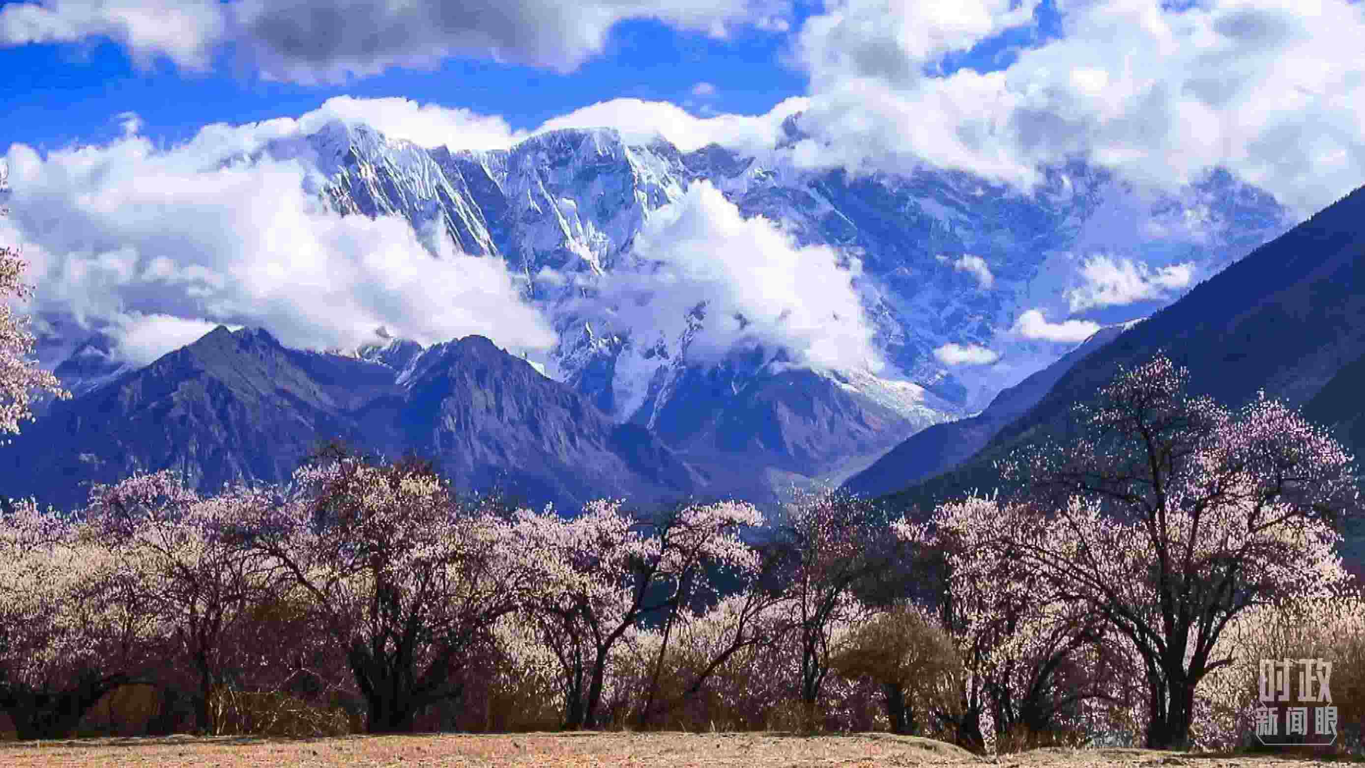 △西藏林芝。（總臺(tái)記者李旭拍攝）