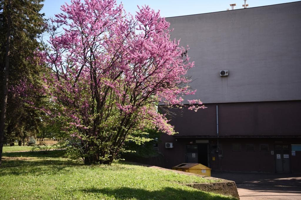 斯梅戴雷沃鋼廠里盛開(kāi)的南歐紫荊花。