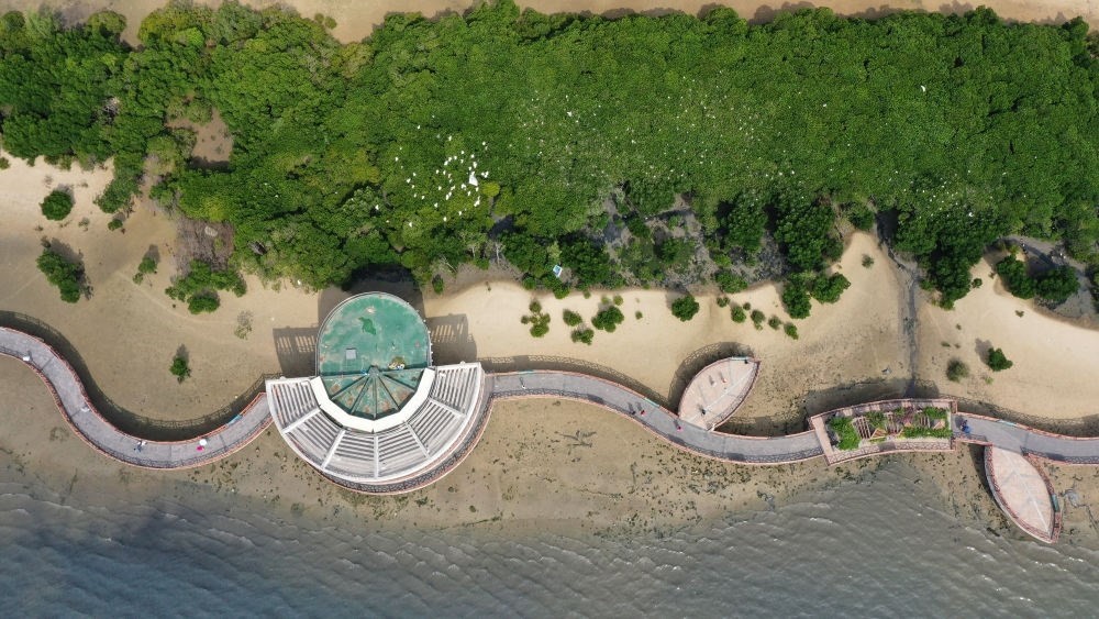 俯瞰廣東湛江市區(qū)海邊的紅樹林（2023年5月25日攝，無人機(jī)照片）。