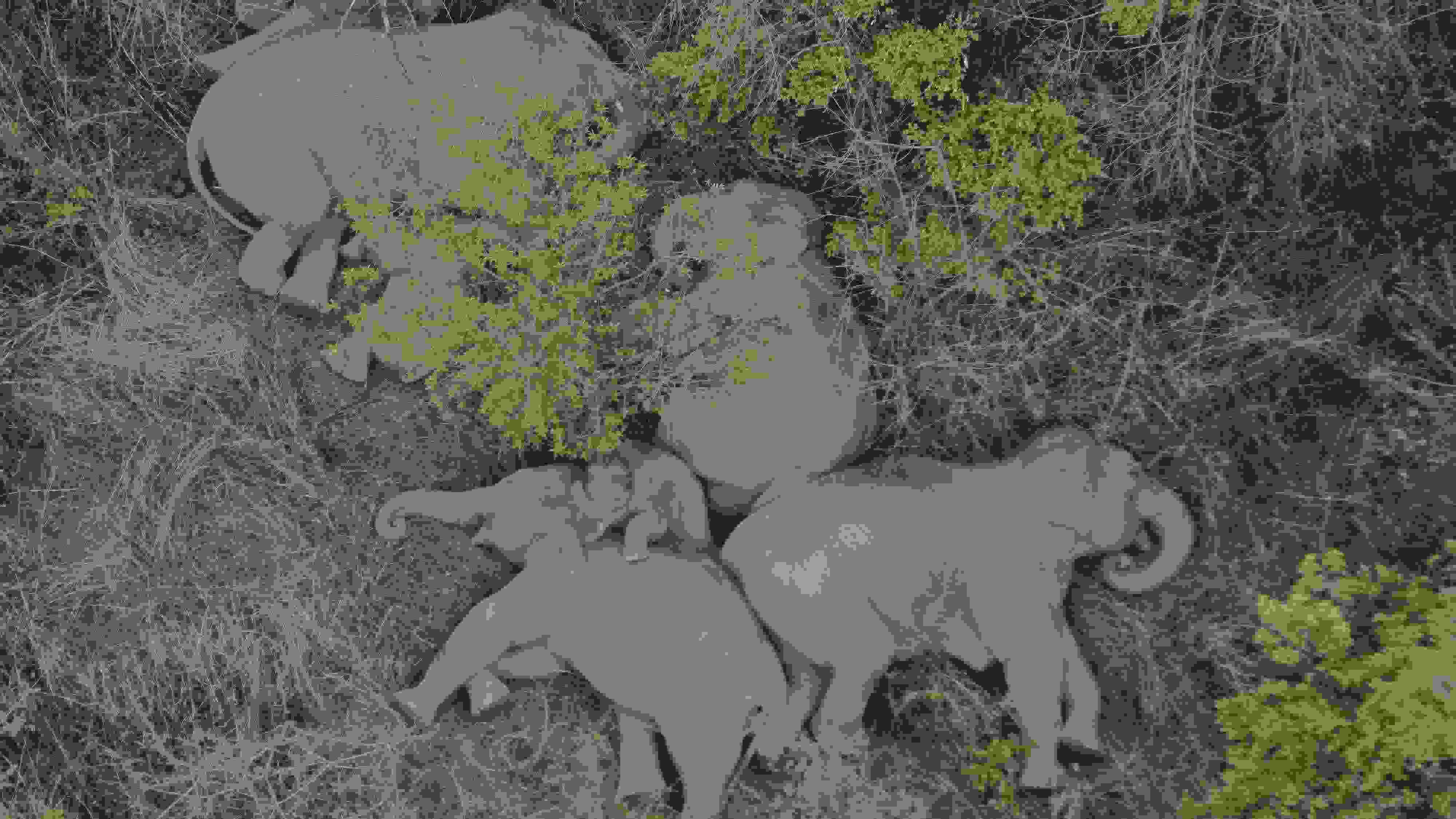 2021年6月7日，航拍顯示亞洲象群在云南省昆明市晉寧區(qū)夕陽鄉(xiāng)山林地里睡覺休息。