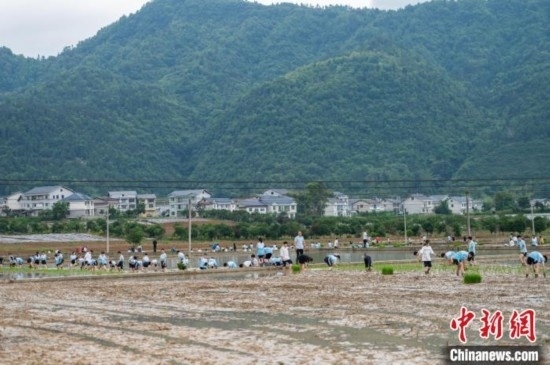 圖為5月21日，綏陽縣旺草中學(xué)學(xué)生在旺草萬畝大壩體驗(yàn)插秧。唐哲 攝