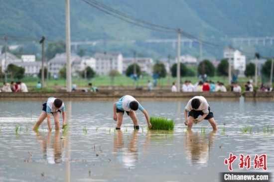圖為5月21日，綏陽縣旺草中學(xué)學(xué)生在旺草萬畝大壩體驗(yàn)插秧。唐哲 攝