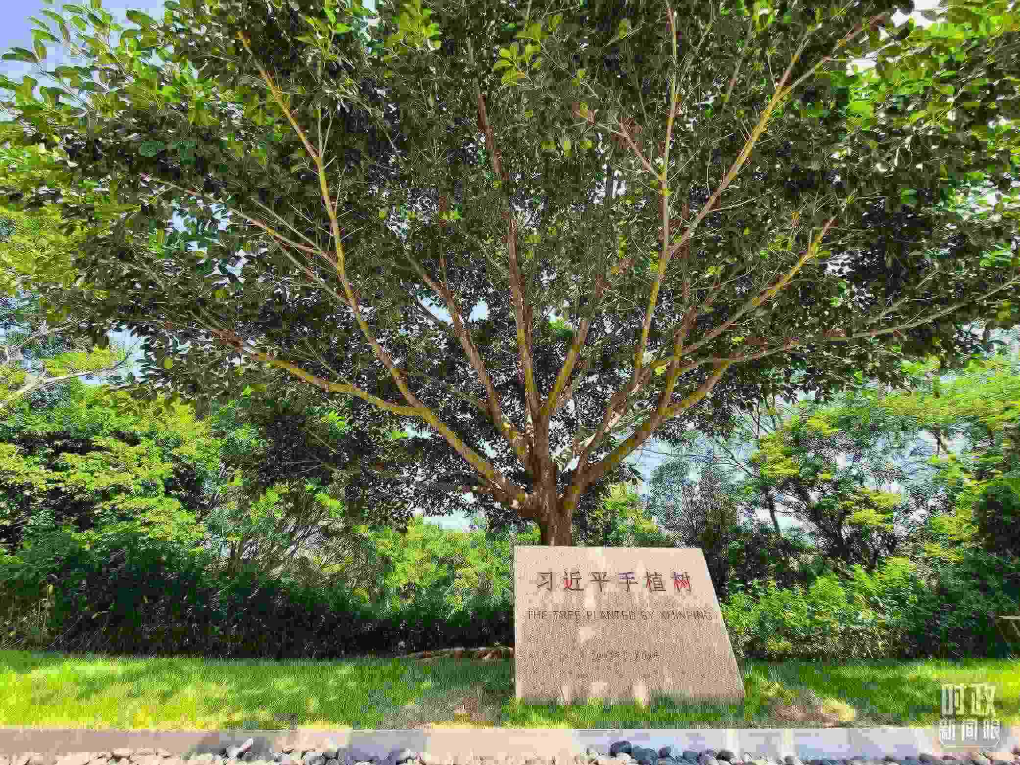 習近平2012年在深圳蓮花山公園種下的高山榕樹已枝繁葉茂。（總臺央視記者趙化拍攝）