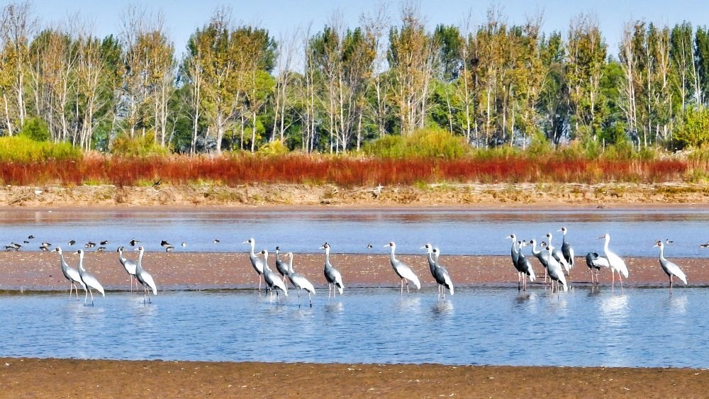 在山東黃河三角洲國家級自然保護(hù)區(qū)拍攝的白枕鶴（2022年10月18日攝）。新華社發(fā)（楊斌 攝）