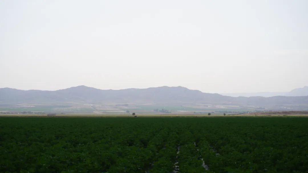 擴列孜鎮(zhèn)采用先進滴灌技術(shù)的棉田。曲頌攝