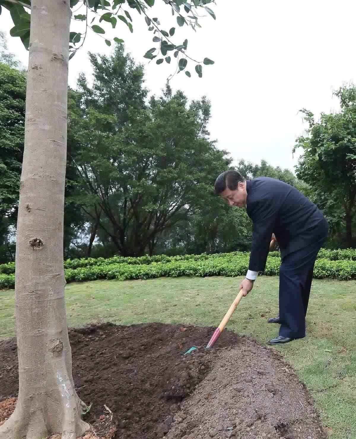 2012年12月8日，習近平在深圳蓮花山公園種下一棵高山榕樹。