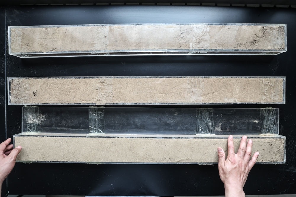 “草根博士”呂林有在遼寧省農(nóng)業(yè)科學(xué)院沙地治理與利用研究所章古臺基地實驗室整理提取的沙地土壤剖面樣本（2024年5月30日攝）。新華社記者 潘昱龍 攝