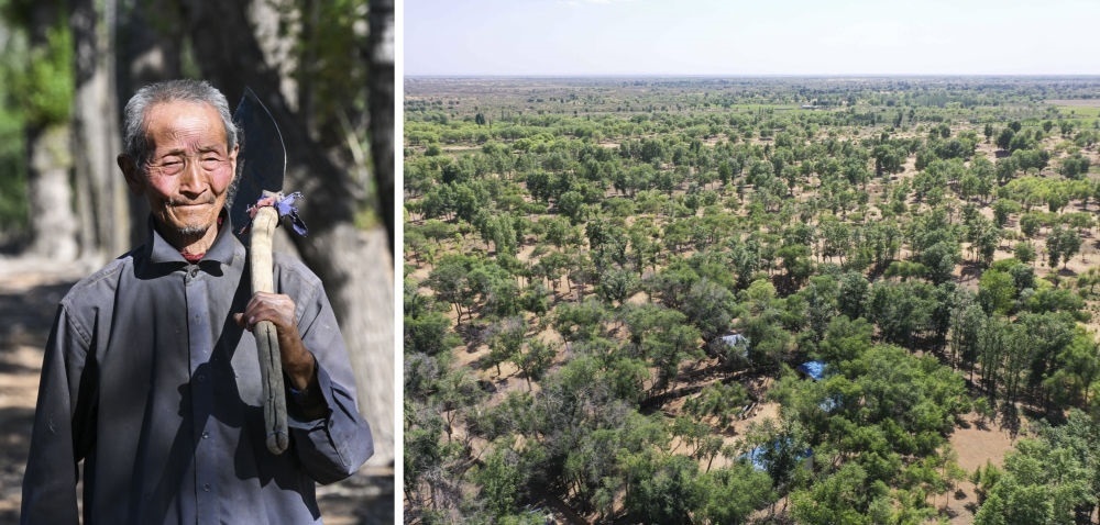 拼版照片：左圖為內(nèi)蒙古鄂托克前旗呼和陶勒蓋嘎查的牧民曹扎娃出門勞作（2023年6月14日攝）；右圖為曹扎娃的承包地（2023年6月14日攝，無人機(jī)照片）。20世紀(jì)80年代，在毛烏素沙地中，曹扎娃主動承包了2300多畝沙地。這么多年來，曹扎娃堅持種樹治沙，最終將沙地變成了林海。新華社記者 劉磊 攝