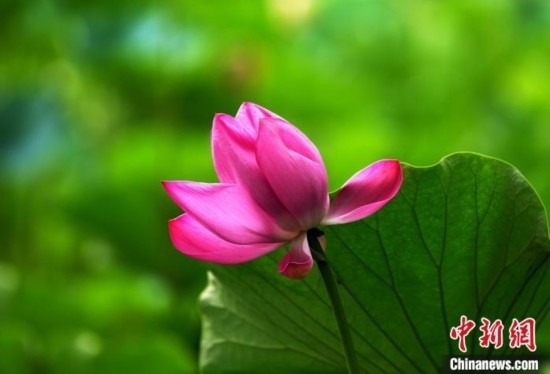 6月19日，時(shí)值一年畢業(yè)季，四川大學(xué)望江校區(qū)荷花池里的荷花盛開(kāi)，成為了畢業(yè)生們的打卡圣地，吸引了眾多畢業(yè)生拍照留念。圖為盛開(kāi)的荷花。中新社記者 安源 攝