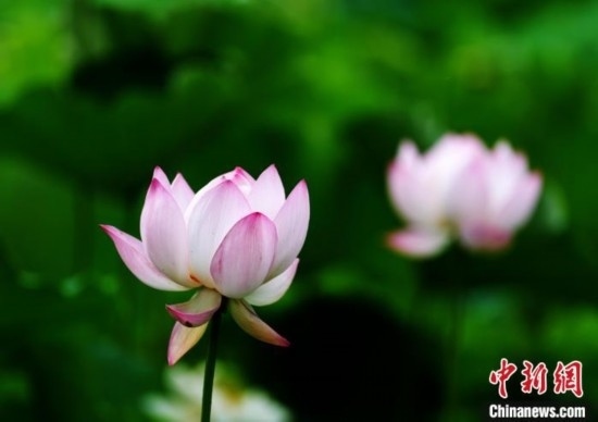 6月19日，時(shí)值一年畢業(yè)季，四川大學(xué)望江校區(qū)荷花池里的荷花盛開(kāi)，成為了畢業(yè)生們的打卡圣地，吸引了眾多畢業(yè)生拍照留念。圖為盛開(kāi)的荷花。中新社記者 安源 攝